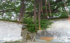 福建琴江滿族村旅遊攻略之古榕樹