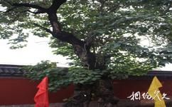 北京白塔寺旅遊攻略之夫妻樹