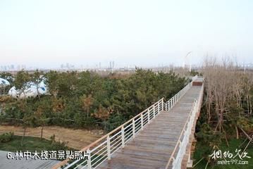 日照陽光海岸夢幻海灘公園-林中木棧道照片