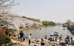 湖南省森林植物園旅遊攻略之櫻花園