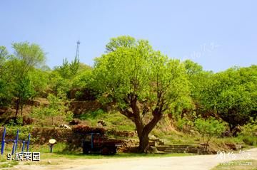 济南香山旅游区-板栗园照片