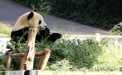雲南野生動物園旅遊攻略之大熊貓館