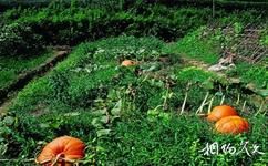 杭州綠景塘生態農業觀光園旅遊攻略之蔬菜園