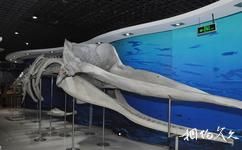 青岛水族馆旅游攻略之抹香鲸标本