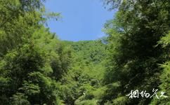 永州舜皇山国家森林公园旅游攻略之竹海