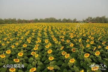 天地园农庄-向日葵花海照片