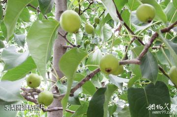 蘭州皋蘭什川古梨園-梨園照片