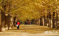 南京银杏湖生态旅游攻略之银杏树