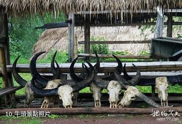 滄源翁丁佤族村寨-牛頭照片