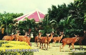 吉林市龍潭山鹿場照片