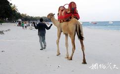 肯尼亚蒙巴萨市旅游攻略之骆驼