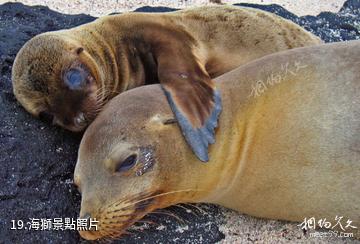 厄瓜多加拉帕戈斯群島-海獅照片