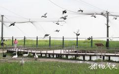 大庆珰奈湿地旅游攻略之百鸟