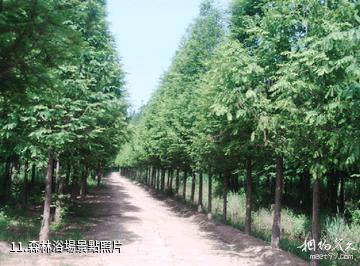 日照海濱國家森林公園-森林浴場照片