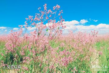 阿勒泰戈宝红麻花海景区-戈宝红麻照片