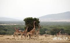 肯尼亚马赛马拉国家保护区旅游攻略之长颈鹿