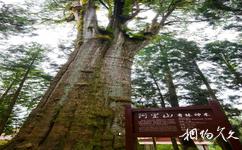 台灣阿里山旅遊攻略之阿里山香林神木
