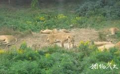 上海野生动物园旅游攻略之狮区