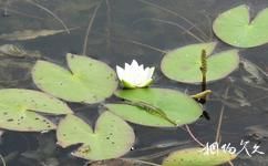 佳木斯富锦国家湿地公园旅游攻略之睡莲