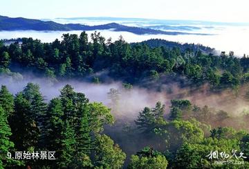 黑龙江凉水自然保护区-原始林景区照片