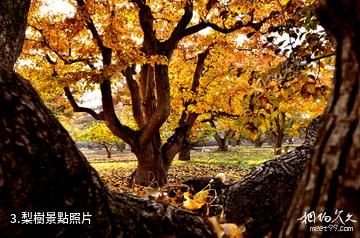 蘭州皋蘭什川古梨園-梨樹照片