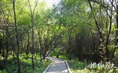 吉林朱雀山国家森林公园旅游攻略之珍稀树种园