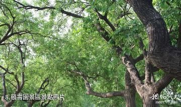 夏津黃河故道森林公園-頤壽園景區照片