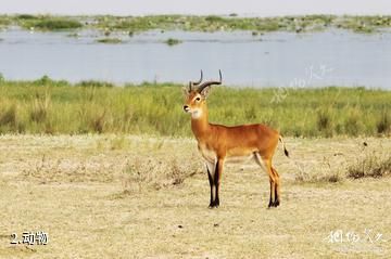 南苏丹博马国家公园-动物照片