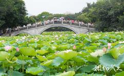 深圳洪湖公園旅遊攻略之荷花