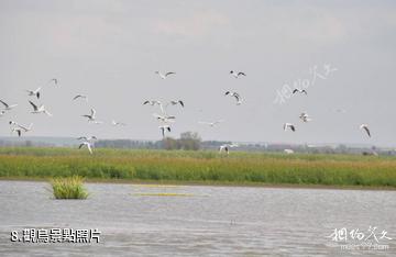 哈爾濱白魚泡濕地公園-觀鳥照片