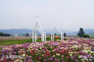 瀋陽紫煙薰衣草莊園-花海照片