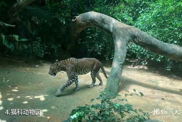 新加坡动物园-猫科动物园照片