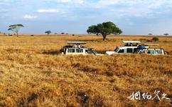 坦桑尼亚塞伦盖蒂国家公园旅游攻略之自驾
