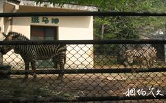 温州动物园旅游攻略之斑马馆