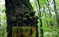 七台河石龙山国家森林公园旅游攻略之古树