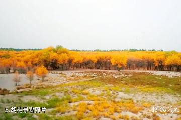 疏勒牙甫泉沙療滑雪中心景區-胡楊照片