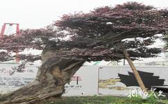 宁波南塘老街旅游攻略之古树