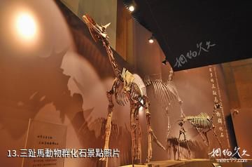 和政古動物化石博物館-三趾馬動物群化石照片