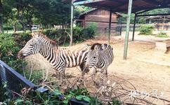 无锡动物园太湖欢乐园旅游攻略之非洲食草区