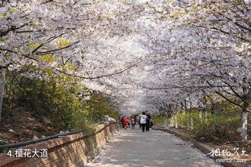 滨州邹平樱花山风景区-樱花大道照片