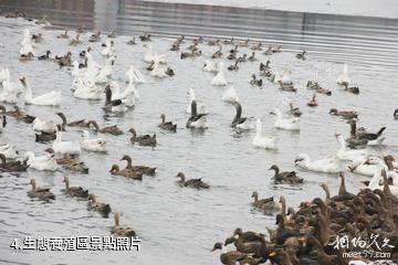 威海文登山泰生態園-生態養殖區照片