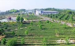 高县大雁岭旅游攻略之茶文化观光体验园