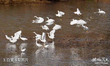 武平千鷺湖景區-白鷺照片