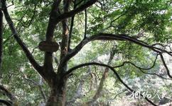 上思十万大山国家森林公园旅游攻略之龙袍树