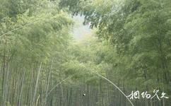 贛州陽嶺國家森林公園旅遊攻略之十萬畝竹海