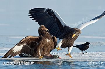 大連斑海豹國家級自然保護區-虎頭海雕照片