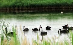 張掖國家濕地公園旅遊攻略之飛禽保護區