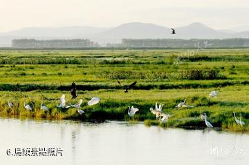 黑龍江撓力河國家級自然保護區-鳥類照片