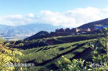 雙江榮康達烏龍茶生態文化產業園-萬畝茶園照片