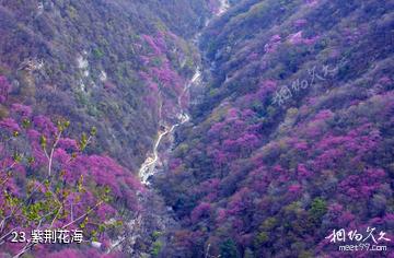 陕西太平国家森林公园-紫荆花海照片